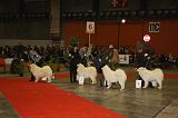 EXPO - SAMOYEDE 150